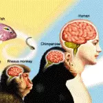 Эволюция мозга от примата до человека